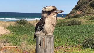 Кукабара Kookaburra на Garie Beach Royal National Park Сидней Австралия [upl. by Nitas]