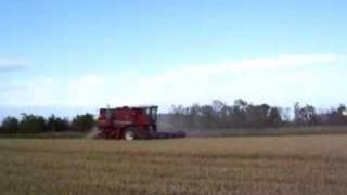 Harvesting Wheat IH 1460 combine [upl. by Morrill]