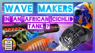 FLOW FOR PEACOCK CICHLIDS Here’s why you should [upl. by Charmain]