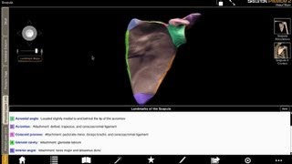 Glenoid Cavity Acromion and Coracoid Process with Skeleton Premium [upl. by Cornel]