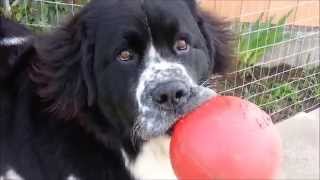 Adorable giant Landseer Newfoundland dog [upl. by Sined]