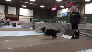 Spring Wing Ding 2013 Flyball Tournament [upl. by Moffat]