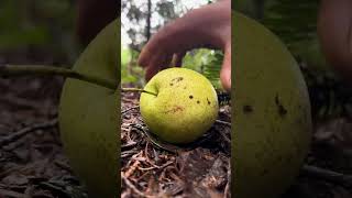 Pao picked pears in the forest to eat bushcraft camping survival shorts forest [upl. by Atnoled]