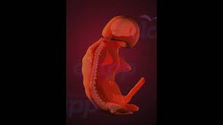 Fetus Development stage 4 3D Animation [upl. by Annaiv]