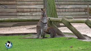 Wallaby de Bennet Macropus rufogriseus [upl. by Laforge893]