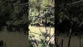 Zoom in to a mama elk and her baby nature animal wildlife elk babyanimals [upl. by Annaesor85]