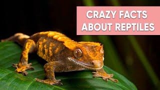 Crazy Facts That A Reptile Owner Can Relate on Petopedia 1 [upl. by Ratna131]