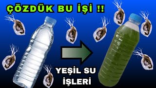 En Hızlı Şekilde Yeşil Su Üretme İşlemi  Su Pirelerini Çoğaltmalıyım [upl. by Lalise]