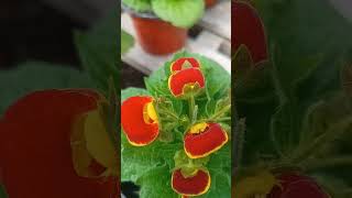 Calceolaria calceolaria plantas jardines flores [upl. by Grim]