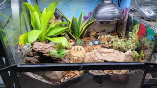 Arid Bioactive Set Up For Knobtail Gecko [upl. by Ybanrab553]