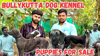 நாட்டு நாய்களின் ராஜா புல்லிக்குட்டா  bullykutta puppies for sale all over India delivery pets [upl. by Merete34]