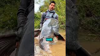 The Giant Catfish A Fishing Adventure shorts [upl. by Curry]