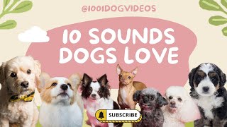 10 Sounds Dogs Love  Dog TV  Make your dog go crazy puppy dog [upl. by Etyam]