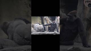 gorilla couple 😆 gorillatag 金剛猩猩 台北市立動物園 shorts [upl. by Yerac]