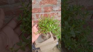 Crassula Plant care tips  Lucky Plant Kuber Plant short [upl. by Illona]