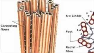 Bio 11  Centriole [upl. by Talyah956]