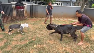 ANJING CANECORSO NGAMUKk LIHAT COCOBELLA ‼️ ANJING PITBULL TERLANT4Rr YANG DIRESCUE [upl. by Eellah]