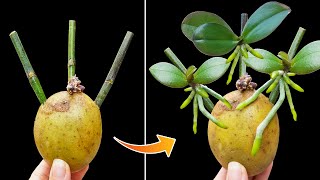 Insert dry Dendrobium orchid branches into potatoes Suddenly every node sprouted [upl. by Laiceps344]