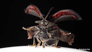 Tortoise Beetle taking off in Slow Motion [upl. by Reeba]