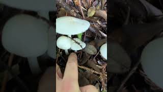 Destroying angels commonly grow along roadside mushroom [upl. by Paddy]