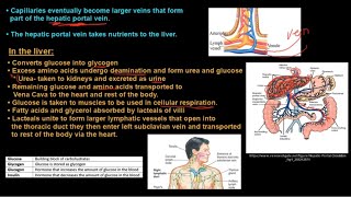 Grade 11 Life Sciences Human Nutrition Part 2 [upl. by Hardy]