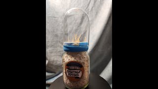 How to grow enoki mushrooms with MycoVessel by Spritely Spore™ [upl. by Rimahs190]