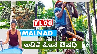 Why is that important ಅಡಿಕೆಗೂ ಔಷಧಿ ಬೇಕಾsuvinagowdavlogs malnad arecanut vlog [upl. by Ellesirg951]