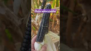 Fioletowa kukurydza 🌽 dionp [upl. by Effie]