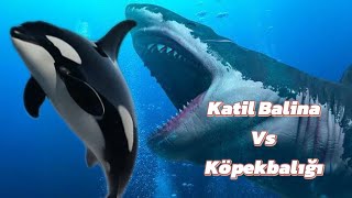 🐬 Katil Balina Orka vs Büyük Beyaz Köpekbalığı 🦈 [upl. by Ollayos]