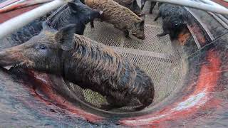 Loading WILD HOGS with AampM Hog Trapping 2023 texas boar [upl. by Laveen]