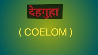 Coelom  देहगुहा Bodycavity [upl. by Spense641]