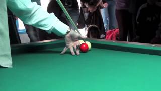 ALAIN REMOND demonstration billard à la bandemp4 [upl. by Aeslahc]