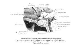 Хипофиза – Hypophysis 1143 ┃teoriyatacom [upl. by Schaaff]