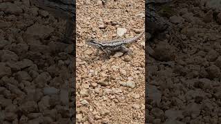 Texas spiny lizard Sceloporus olivaceus  Bee Cave Texas [upl. by Nipahc]