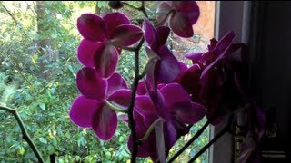 Orchideen bewässern  Pflanzen richtig Pflegen und Gießen [upl. by Filippa13]