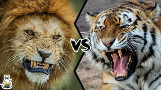 LION VS TIGER  Who is the real king [upl. by Eirot]