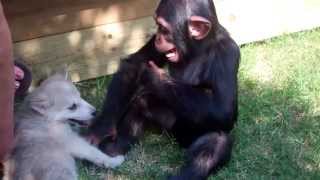 Joe Exotic Baby Chimp and Wolf Pup Royal Rumble Pre tiger cub footage [upl. by Claretta75]