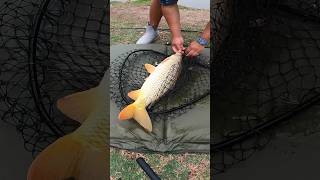 Power Plant Lake Carp Fishing Shorts Fishing CarpFishing [upl. by Silletram874]