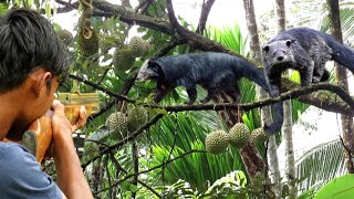 BERBURU HAMA‼️BINTURONG HITAM BESAR BERDATANGAN DI MUSIM DURIAN musang hutan langka [upl. by Eyt]