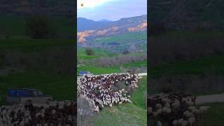 SHEEPS  Sheep Sounds  sheep farm [upl. by Soisinoid]