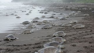 EPIC TURTLE INVASION MUST SEE [upl. by Hanauq841]