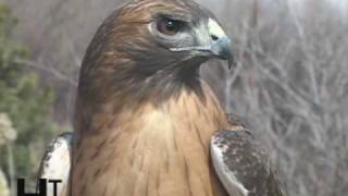 Red Tailed Hawks of Utah [upl. by Emiline]