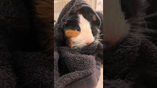 hiphop music guineapig bath clean outcast frenchbulldog love [upl. by Atterahs]