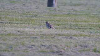 Stone Curlew Wolverhampton Racecourse 19th June 2024 [upl. by Altheta]