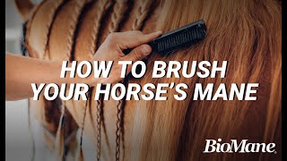 How To Properly Brush Your Horses Mane [upl. by Barthold]