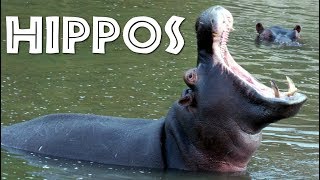 All About Hippos for Kids Hippopotamus for Children  FreeSchool [upl. by Nuajed549]