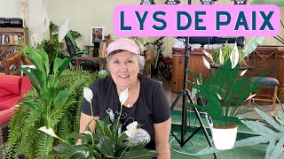 Comment prendre soin dun lys de paix  capsule horticole [upl. by Mellitz]