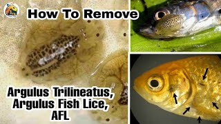 All Fish Diseases  How to Remove Argulus Trilineatus  Argulus Fish Lice  AFL  Fish disease [upl. by Uzzi878]