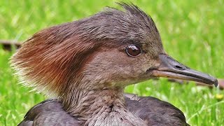 Hooded Merganser Female  Beautiful Birds [upl. by Meehahs]