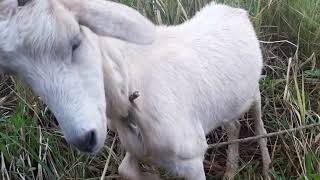 Conociendo a Los Caprinos cabras campo Colombia [upl. by Wilt]